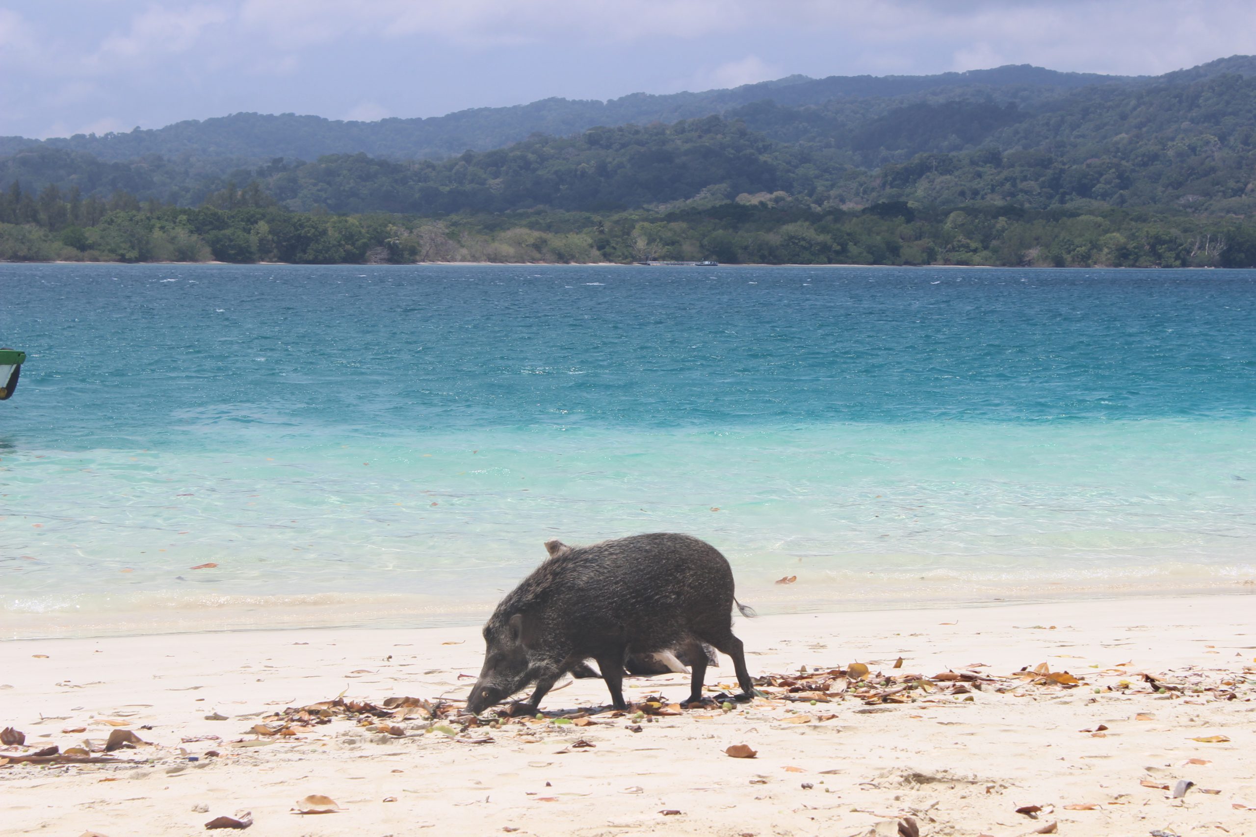 Babi_hutan_lagi_cari_makan_siang_di_pulau_peucang_yang_berada_di_Taman_nasional_ujung_kulon,_Jawa_Barat