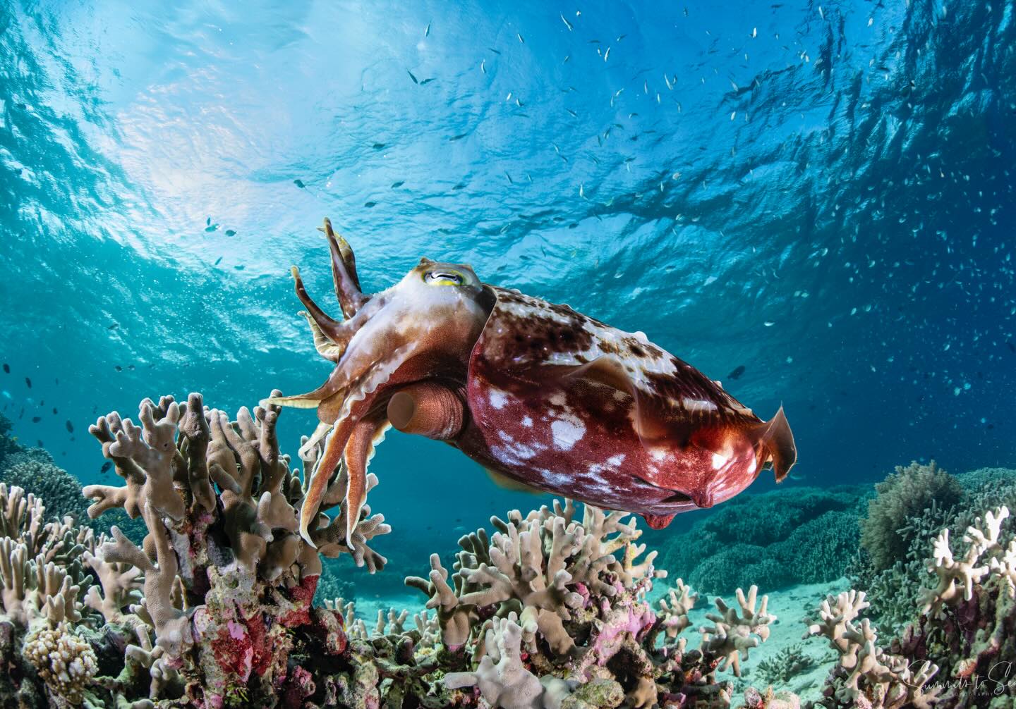 anonimostory.com_Instagram_wakatobi_resort_3774631500873561116_2048665445